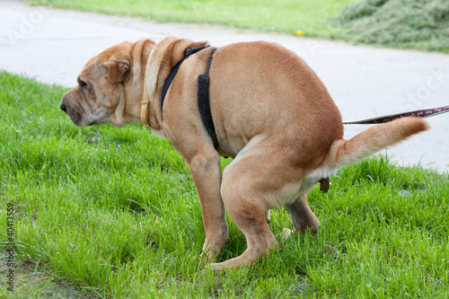 Obraz na plátně sharpei dog