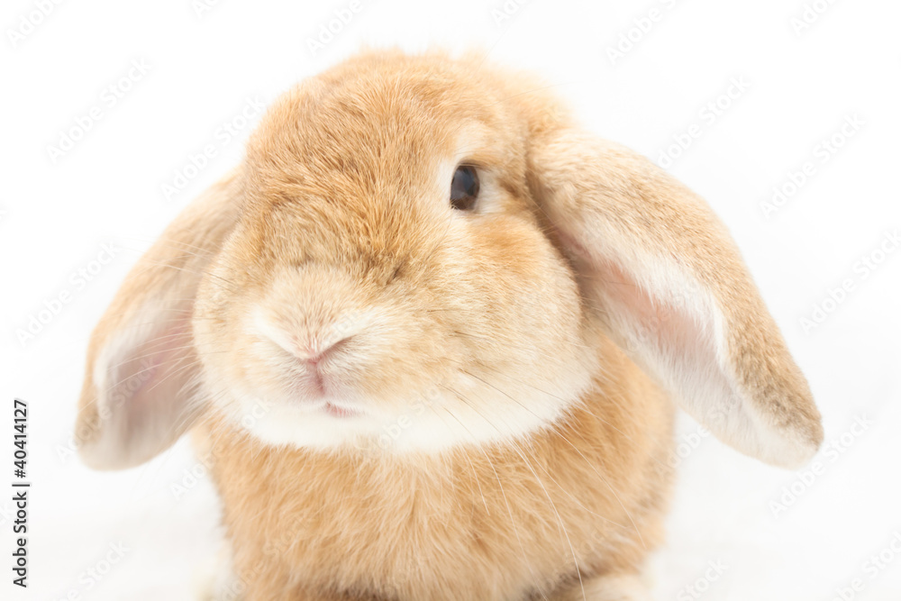 Rabbit Rabbit