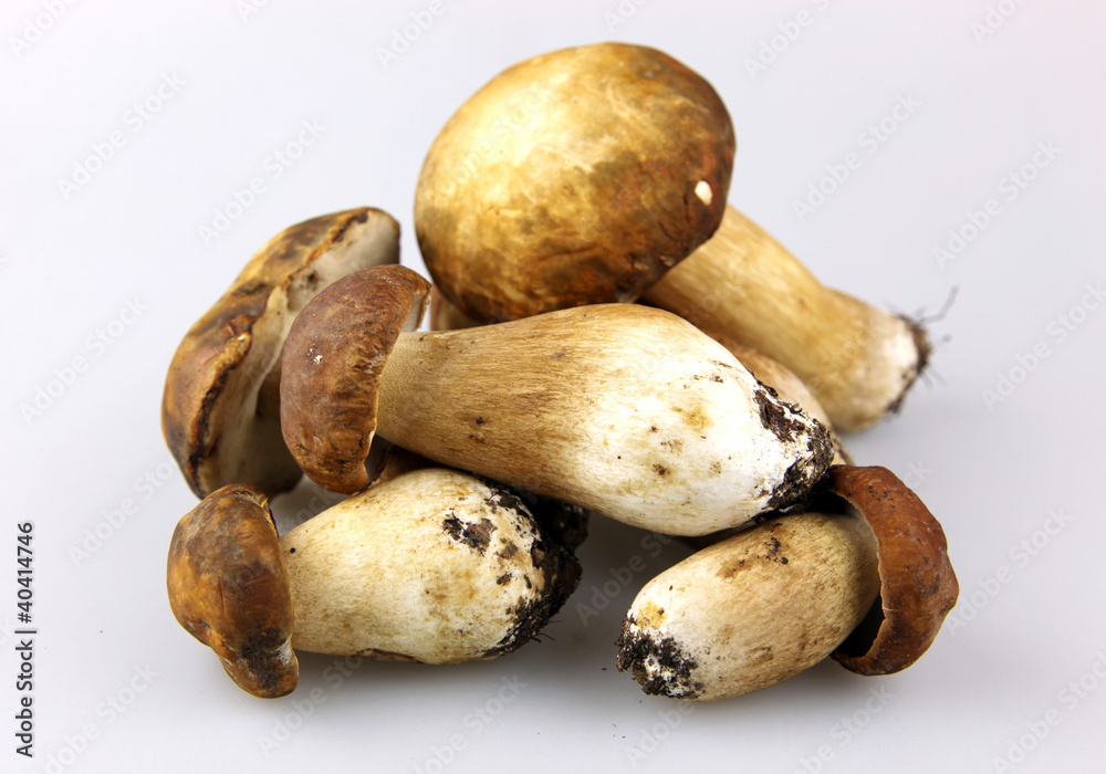 Mushrooms - Porcini, Boletus edulis Mushrooms - Porcini, Boletus edulis