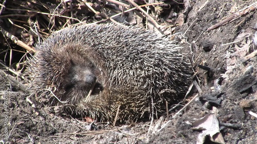 Hibernating hedgehog in early spring