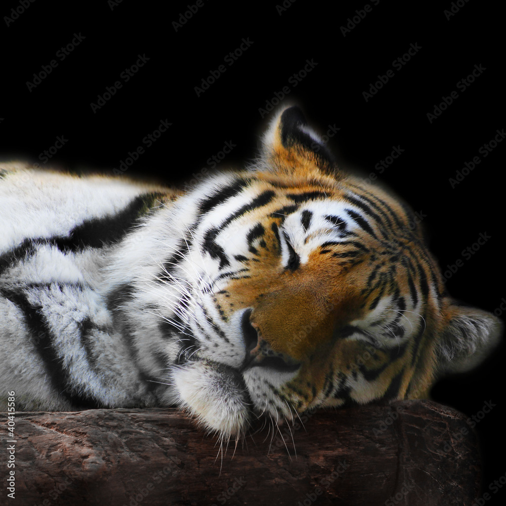 Obraz premium sleeping tiger face portrait