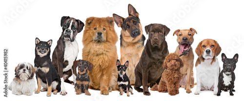 Group of twelve dogs