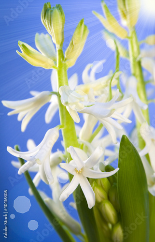 Fototapeta Naklejka Na Ścianę i Meble -  white hyacinth for Easter