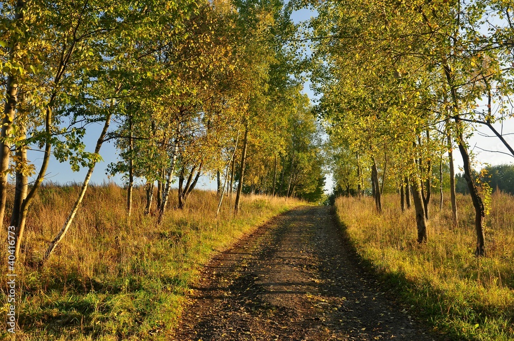Naklejka premium Autumn way