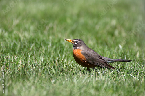 Close up shot of beautiful Robin bird