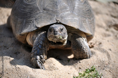 Turtle close up © Migclick