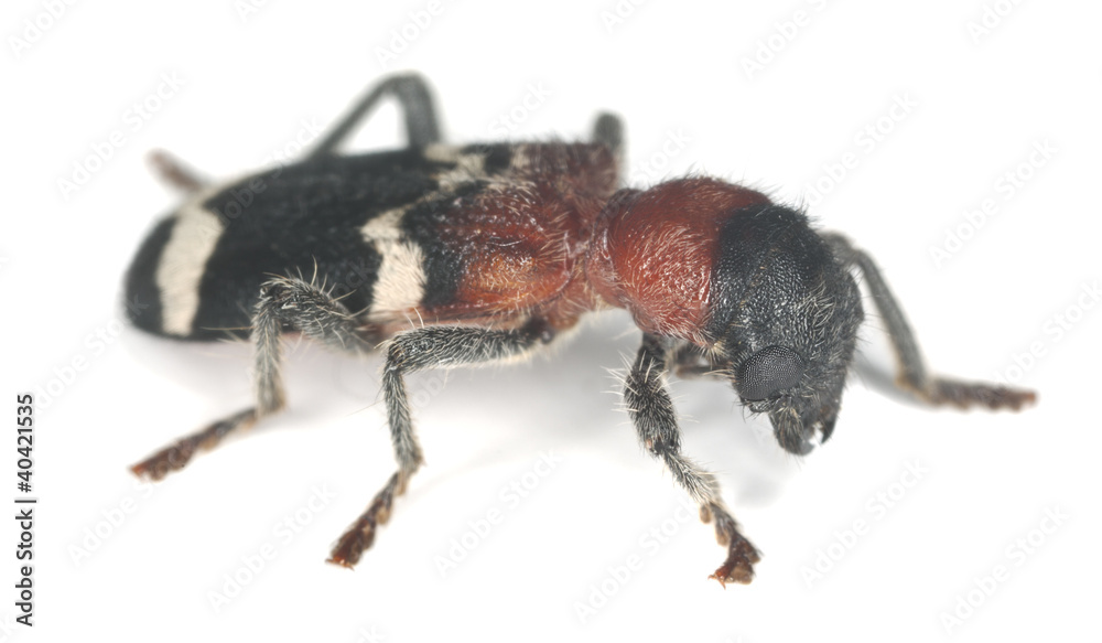 Ant beetle, thanasimus formicarius isolated on white background Ant beetle, thanasimus formicarius isolated on white background