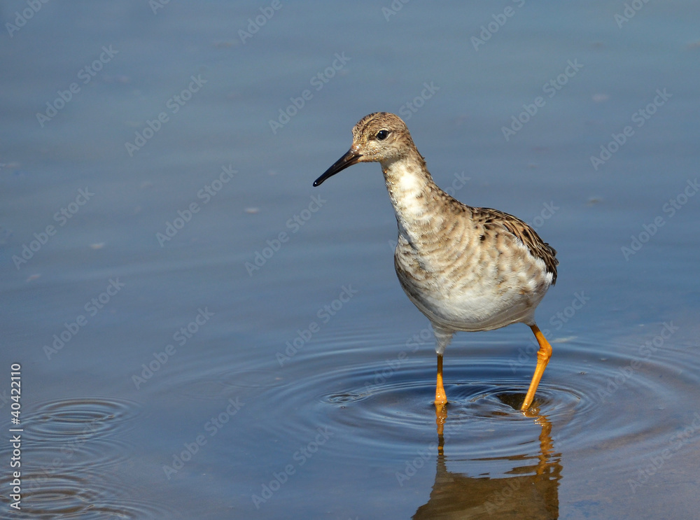 sandpiper portrait sandpiper portrait