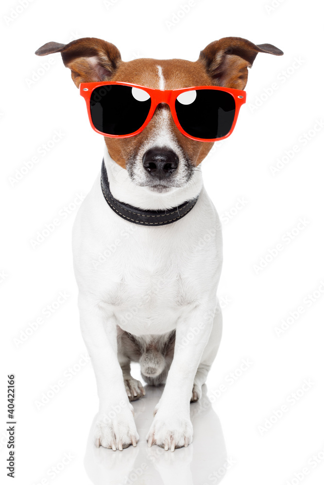 dog with red schades on