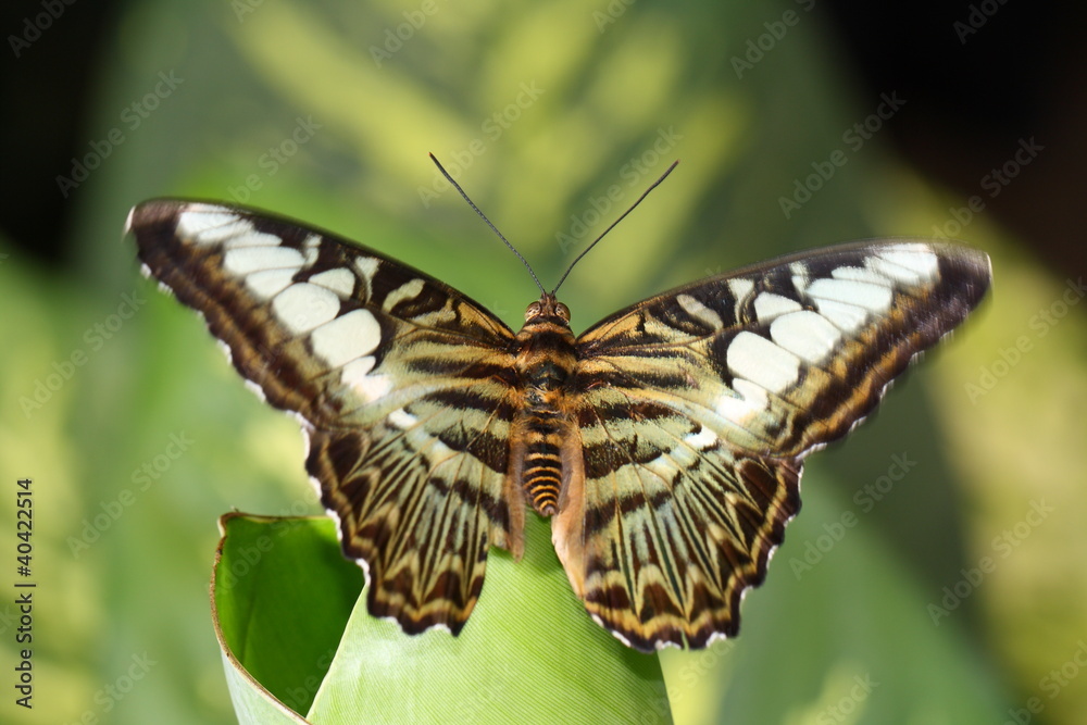 Fototapeta premium butterfly