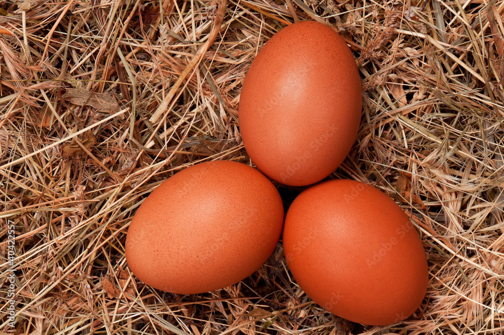 Eggs in nest Eggs in nest