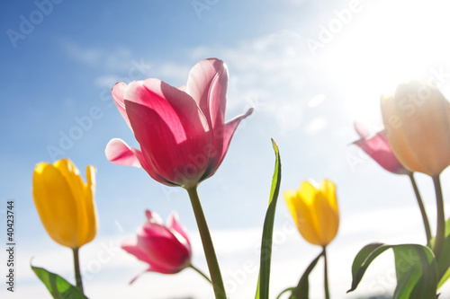 Beautiful pink and yellow tulip flower