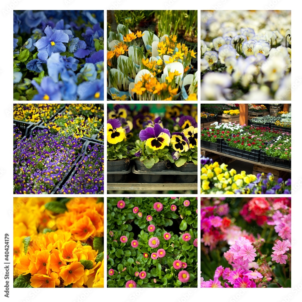 ogród sadzonka kwiaty rośliny ogrodowe bratki sklep kwiaciarnia - obrazy, fototapety, plakaty 