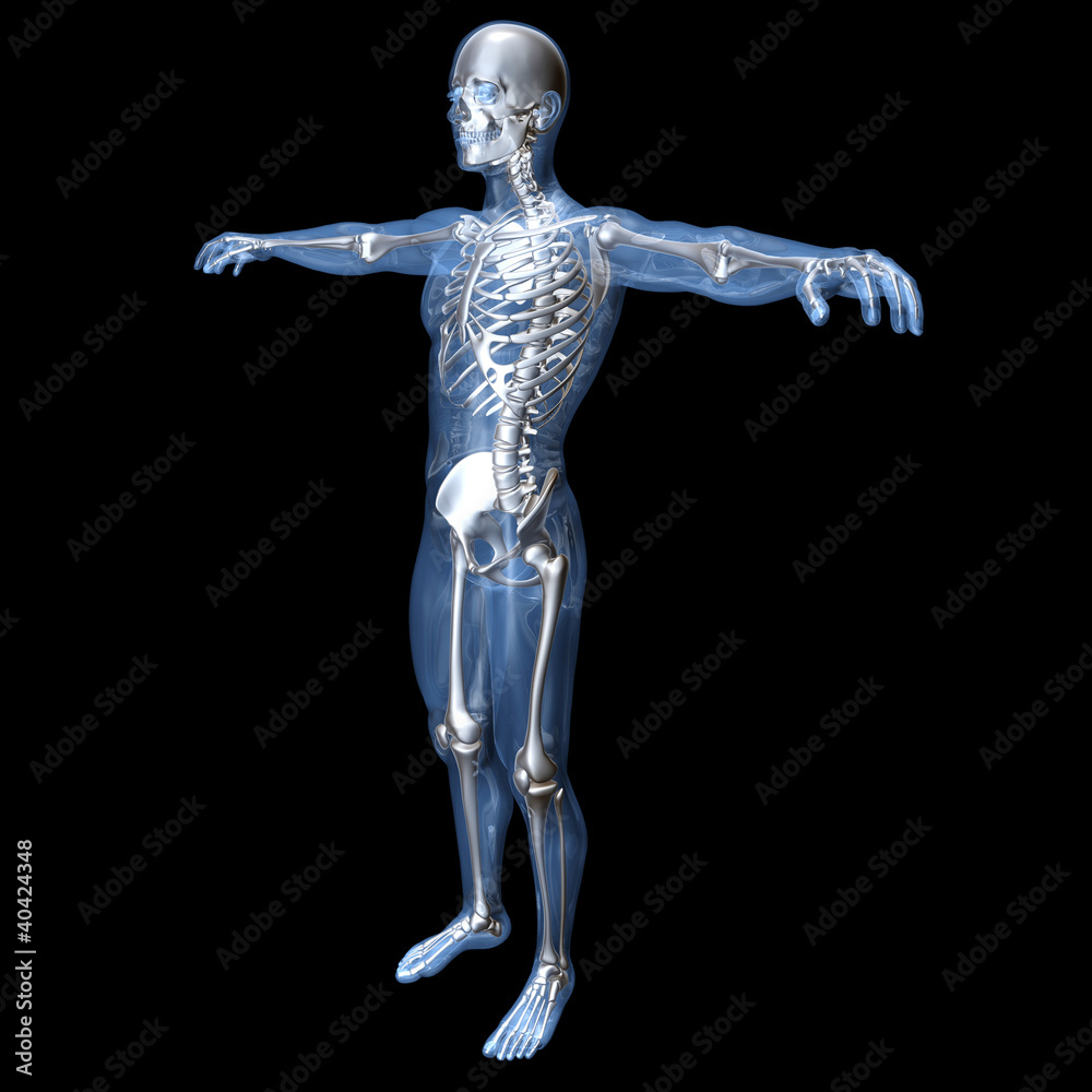 Anatomie Anatomie