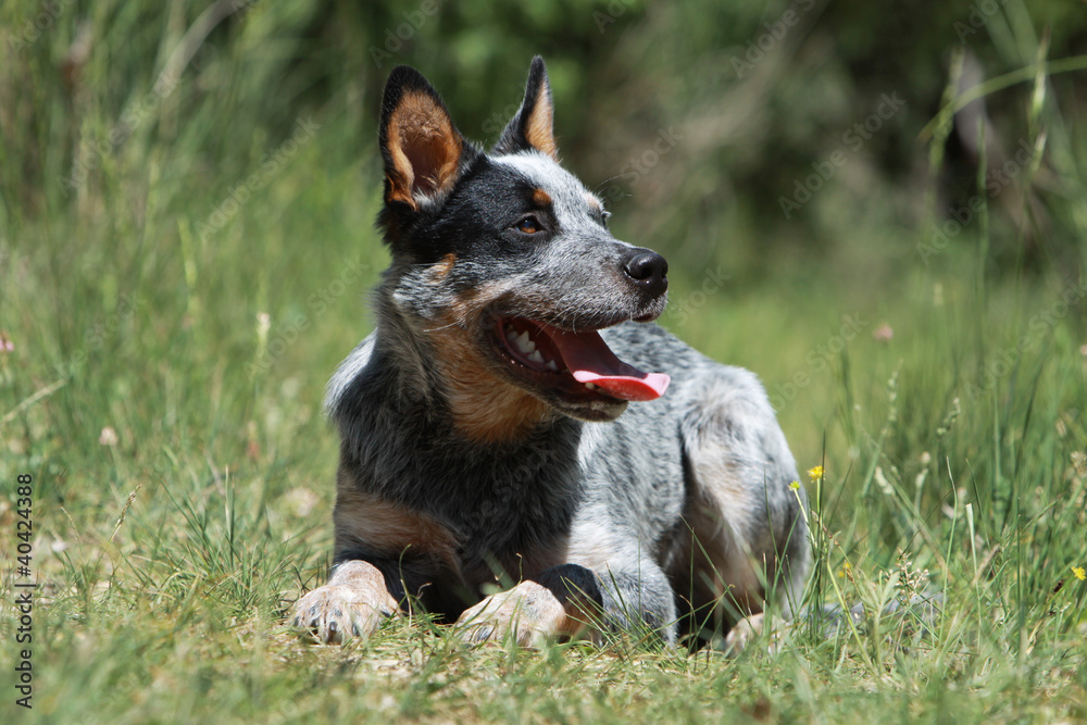 air joyeux du chien couché dans l'herbe