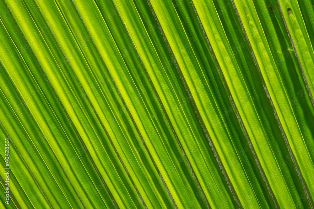 Green palm Leaf Green palm Leaf