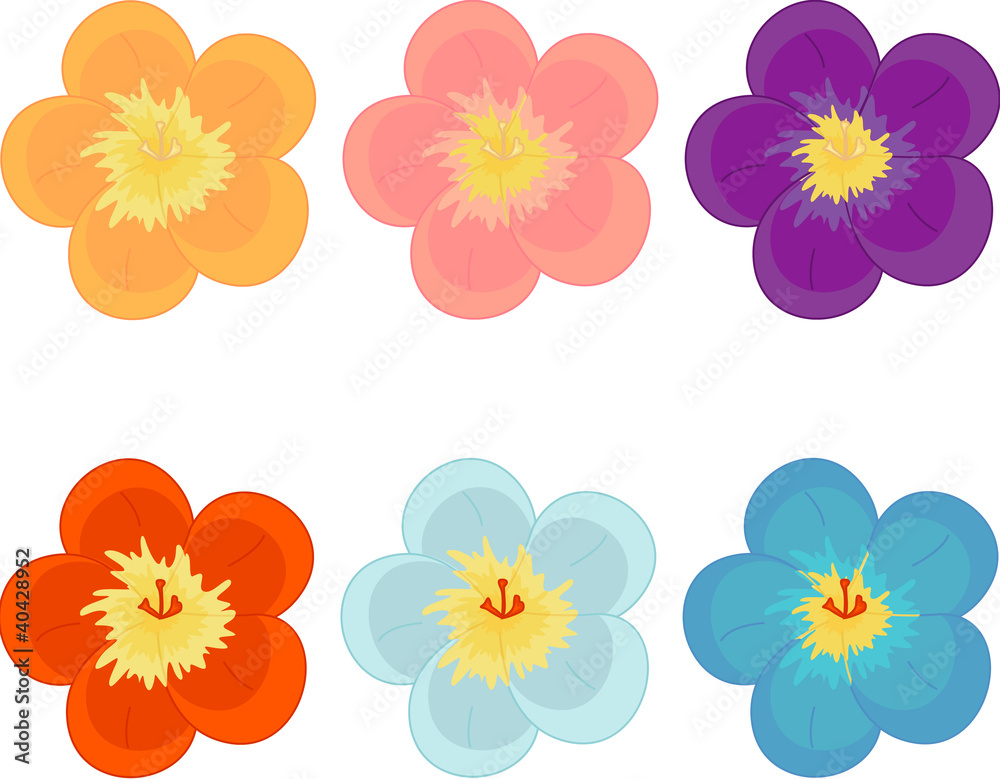 Flowers of different colours