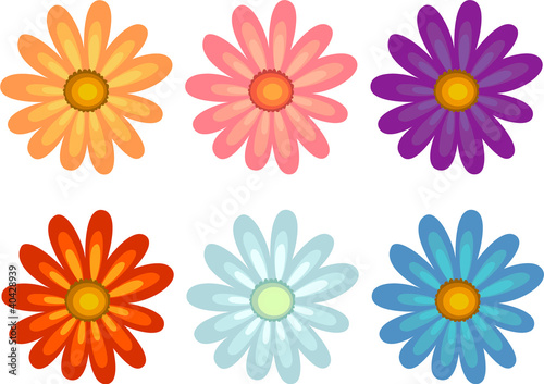 Flowers of different colours