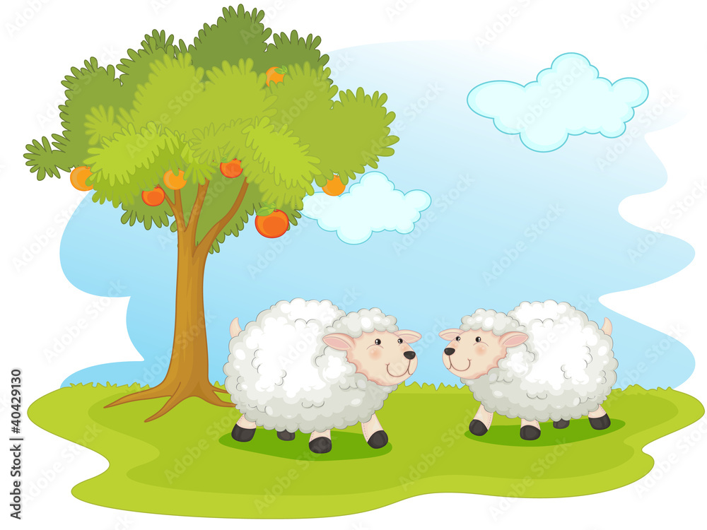 Sheep Sheep