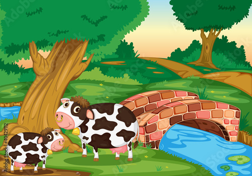 two cows