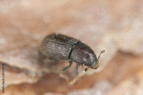 Bark borer beetle on wood extreme close-up © Henrik Larsson