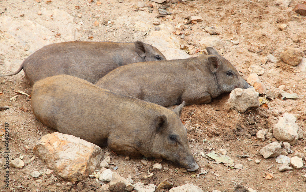 Wild boar sleep