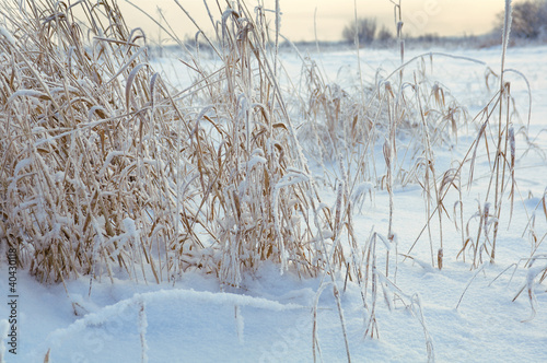Winter landscape.Winter scene