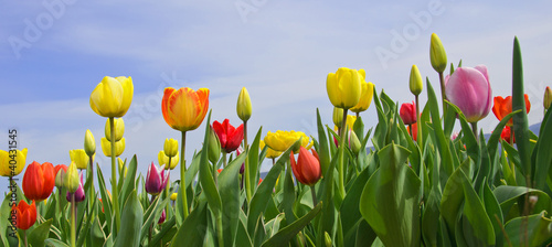 Wonderful spring: tulip field with blue sky