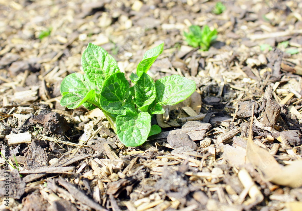 croissance d'un plant de pomme de terre croissance d'un plant de pomme de terre