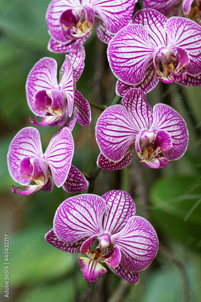 Orchidee Orchidee