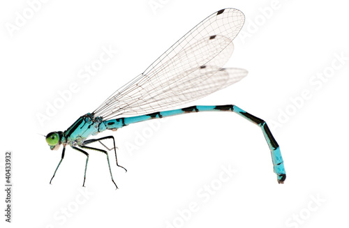 isolated small bright blue dragonfly