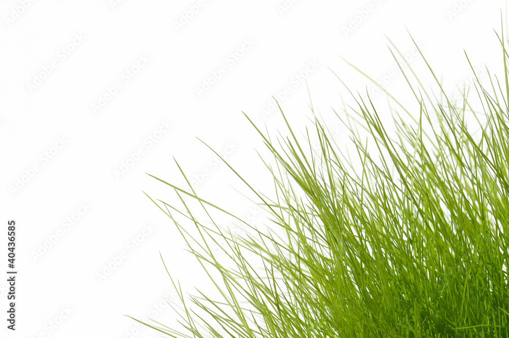 Gras