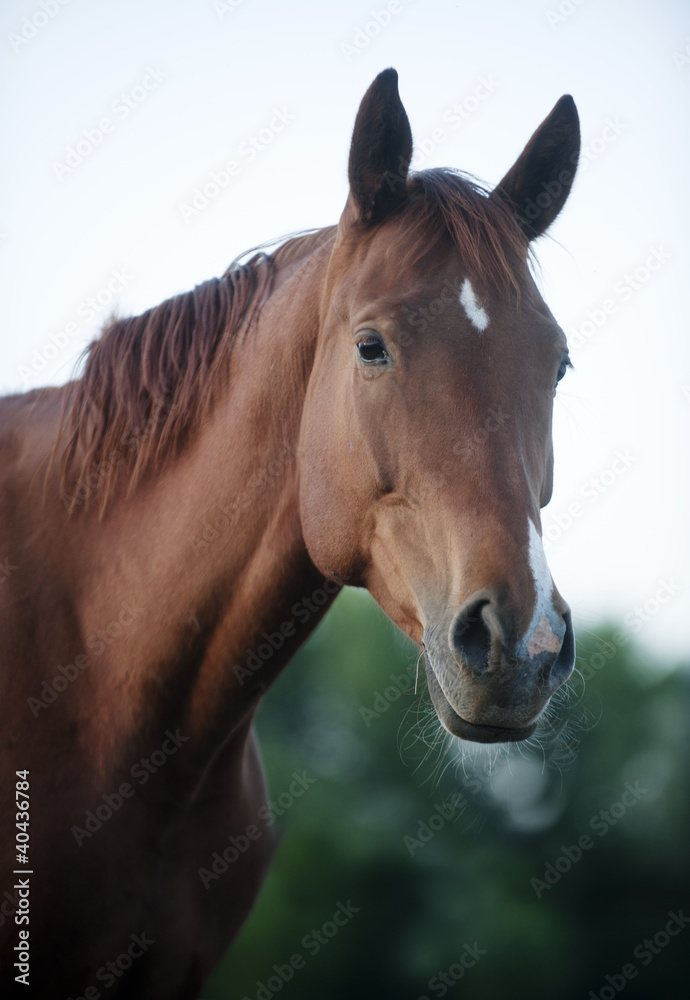 Naklejka premium horse portrait