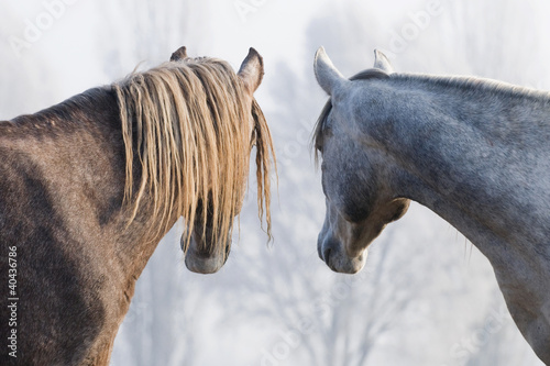 arabic horses photo