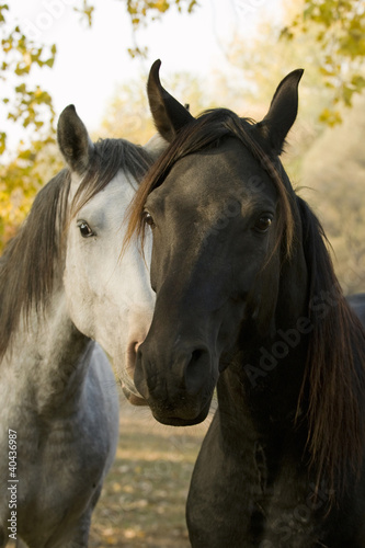 fall andhorses © kislovas