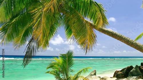 Waves on a tropical beach with palm tree