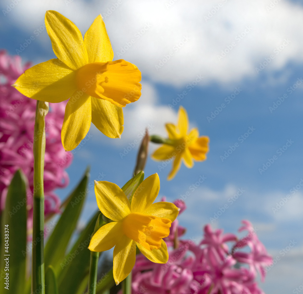 Obraz premium Frühlingsblüten
