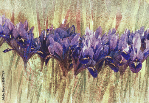 Blue iris in spring, textur...