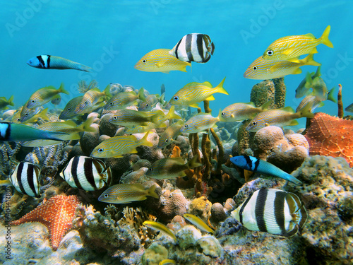 School of colorful tropical fish in a coral reef underwater sea, Caribbean, Dominican Republic