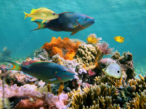 Kolorowa tropikalna ryba i morski życie w rafie koralowa, morze karaibskie