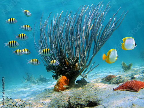 Sea rod coral on sandy seabed with colorful tropical fish underwater sea, Caribbean, Dominican Republic photo