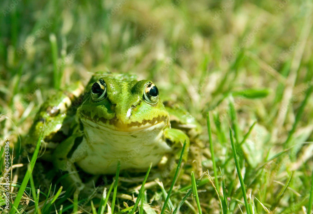 Fototapeta premium Frog in the meadow