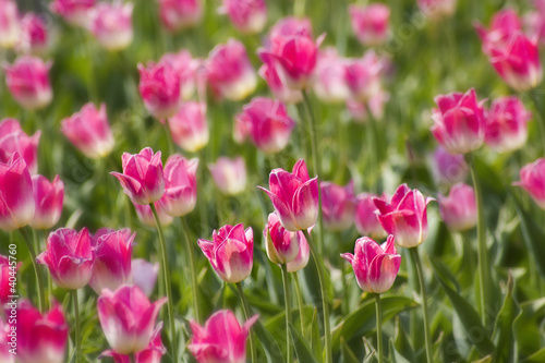 A spring field with pink tulips in the Netherlands