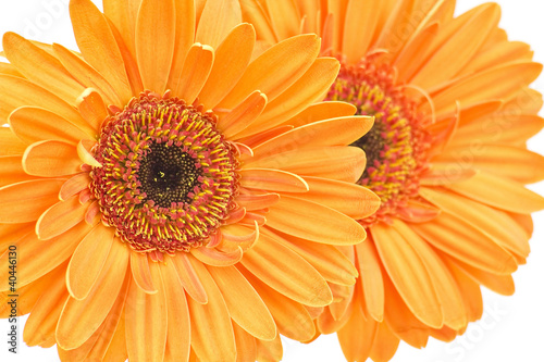 gerbera daisies