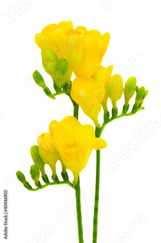 yellow freesia flowers isolated on white photo