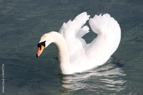 Fototapeta Naklejka Na Ścianę i Meble -  White swan in the water