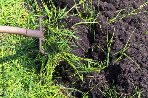 digging of green manure