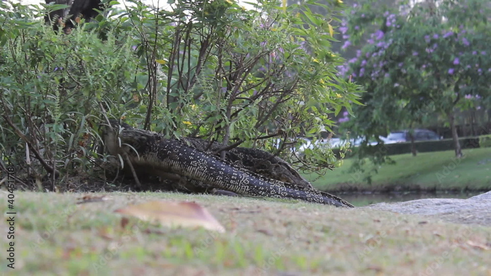 Monitor Lizard Emerges From A Bush Monitor Lizard Emerges From A Bush