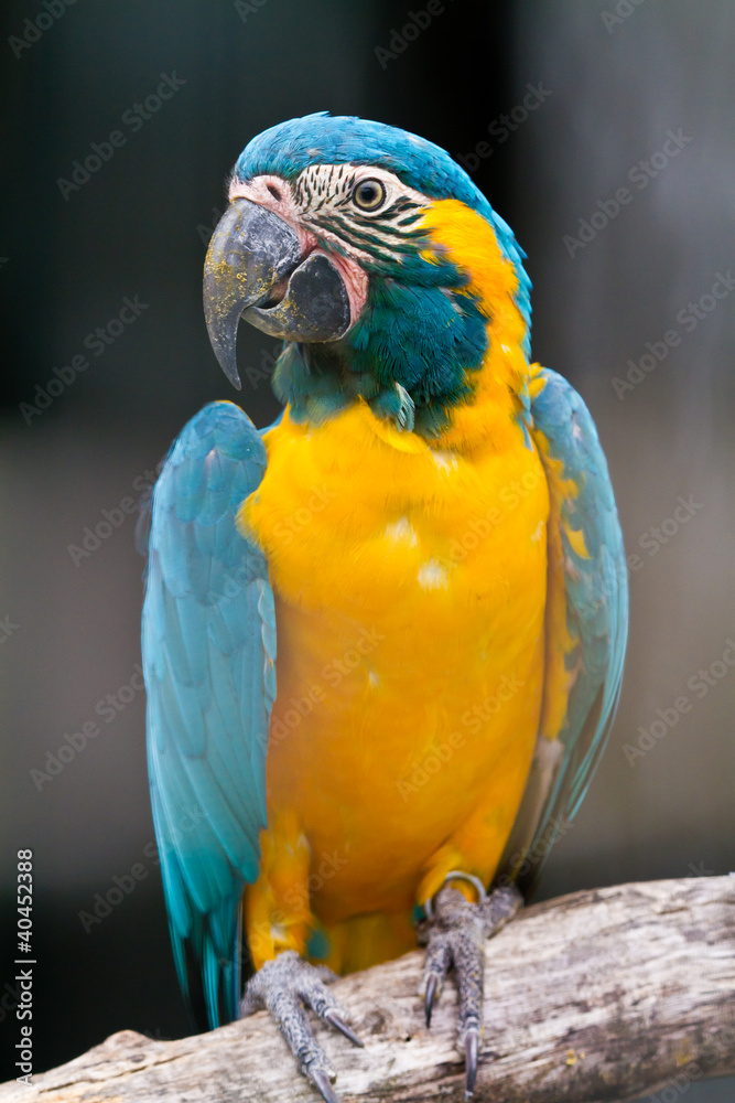 Fototapeta premium Blue throated macaw