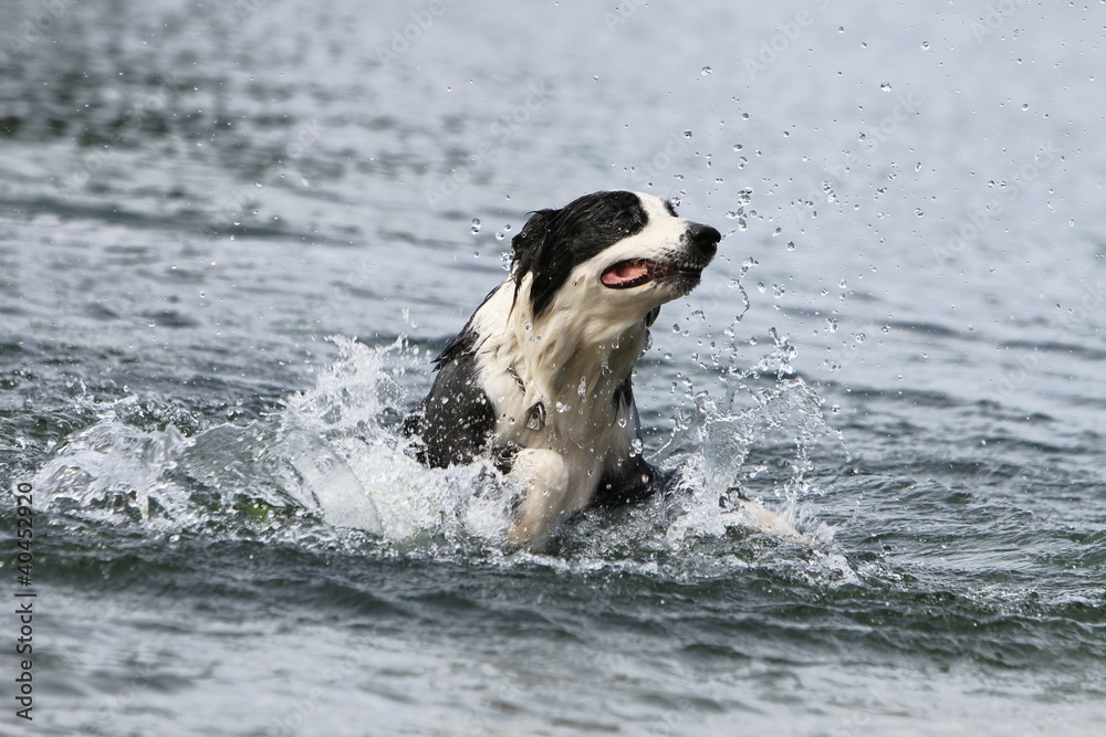 border collie playing in the water